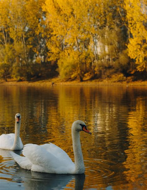 swan