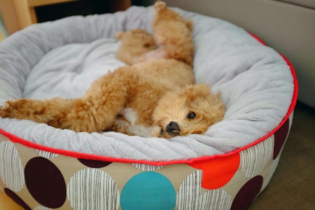dog in bed
